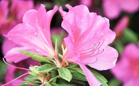 杜鵑花作文【精選】