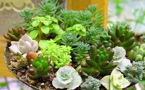 (優(yōu)選)多肉的作文15篇