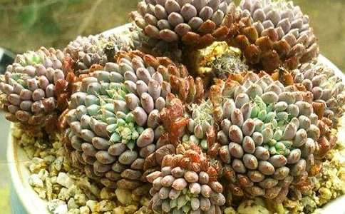 一時(shí)興起養(yǎng)多肉治愈心情的文案