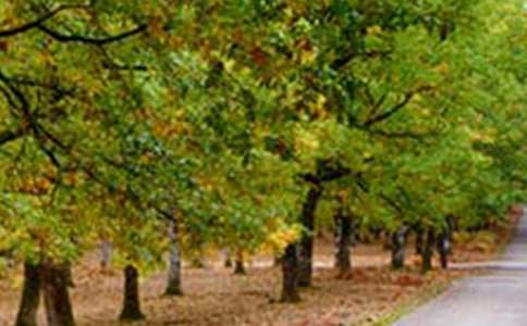 熟悉的風(fēng)景作文3篇