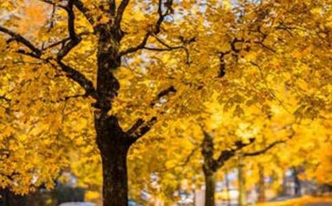 我想留住這片風景作文