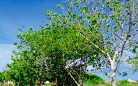 ���ҵ��L(f��ng)���郞(y��u)�����ģ�ͨ��83ƪ��