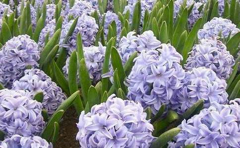 �L(f��ng)��������