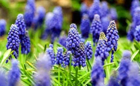 (合集)風(fēng)信子作文