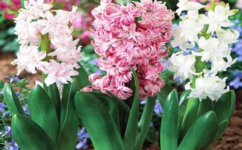 風(fēng)信子作文(精品)