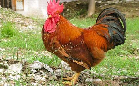 《小公雞和小鴨子》教學設計(集錦13篇)