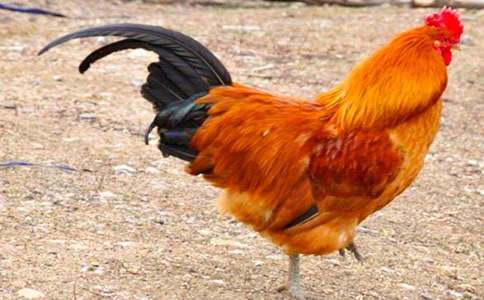 大公雞的作文(經(jīng)典)