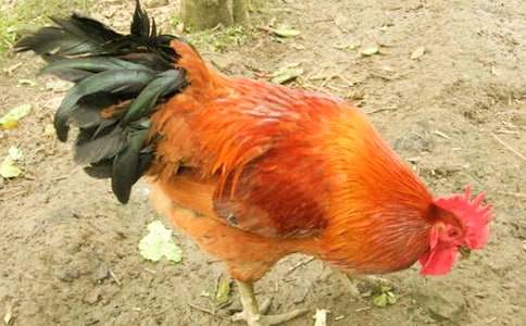 大公雞作文合集15篇