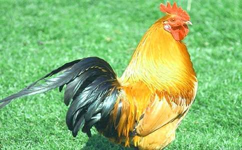 ��С���u��С���ӡ��̌W(xu��)�O(sh��)Ӌ(j��)(�R��13ƪ)