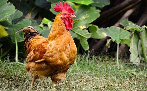 關(guān)于公雞的作文