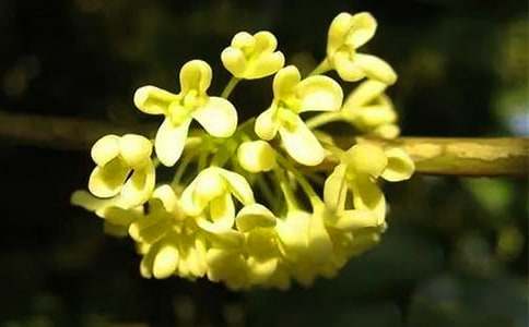 蒸桂花魚的做法