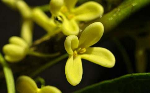 有關(guān)桂花的作文匯編9篇