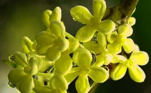 桂花飄香作文集錦15篇