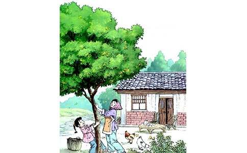 聽《桂花雨》一課有感