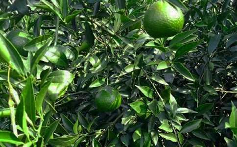 果園承包合同范本