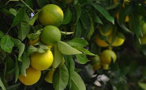 我家的果園作文