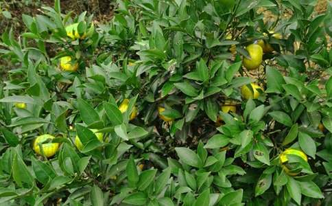 ���@�D׌��ͬͨ��