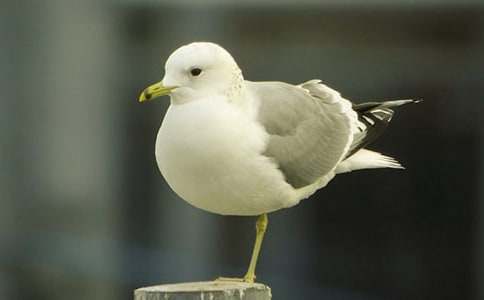 �x�����t�̼{ɭ���и�