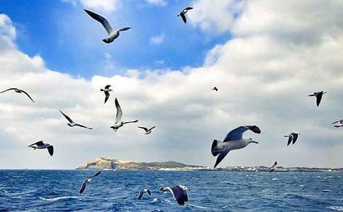 海鷗喬納森讀后感(15篇)