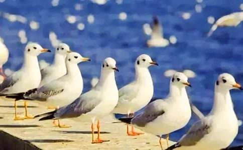 《飛吧海鷗》教學(xué)設(shè)計(jì)