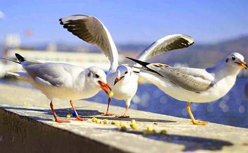 ���t�̼{ɭ�x��У����x35ƪ��