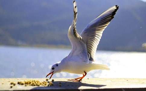 《海鷗喬納森》讀后感