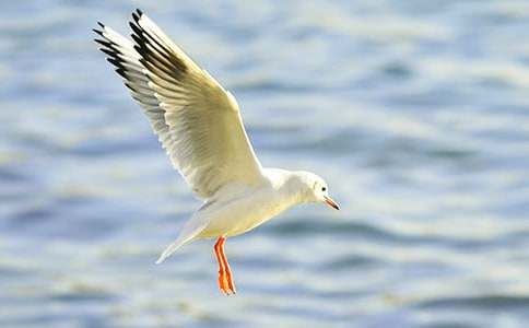 ���t�̼{ɭ�x���