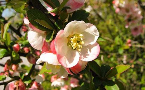 三亞海棠灣的旅游攻略