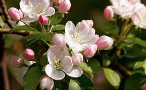 �茑���Ļ��ɫ�Ķ���