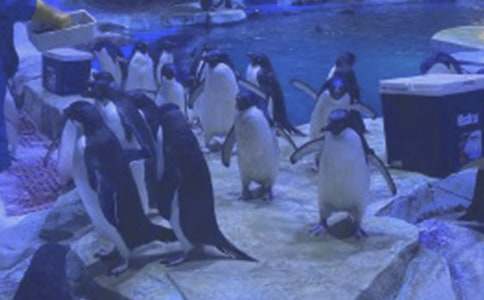 游香港海洋公園作文(通用30篇)