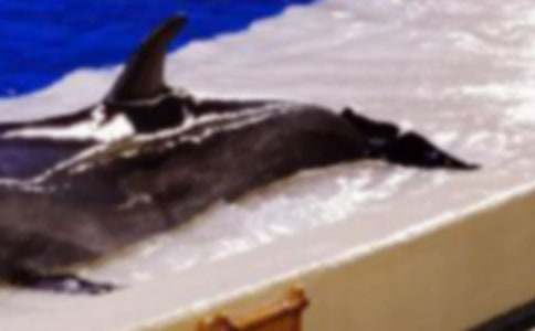 �����]���x���{(l��n)ɫ�ĺ����u���и�