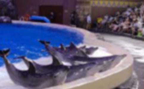 《藍(lán)色的海豚島》讀后感集錦15篇