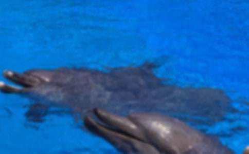 【熱】可愛的海豚作文