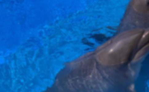 《藍(lán)色的海豚島》讀后感精選15篇