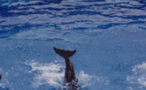 (精品)《藍(lán)色的海豚島》讀后感