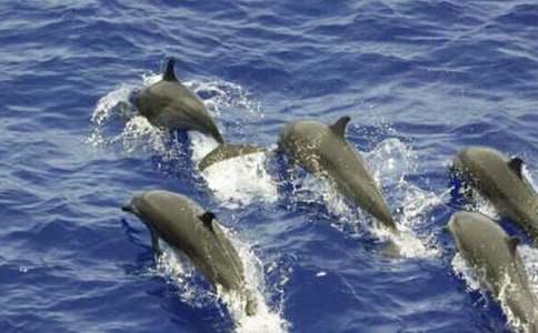 【精選】海豚的自述作文