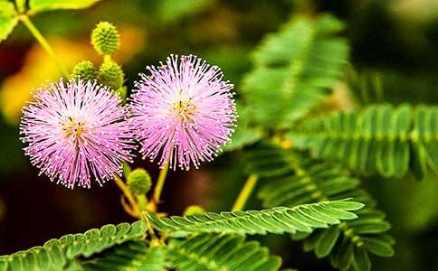 【精】含羞草作文