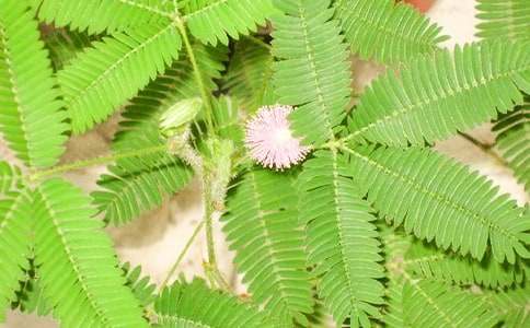 12星座中職場的含羞草是哪個(gè)