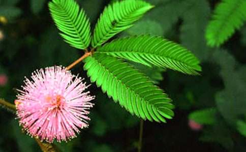 含羞草的秘密作文