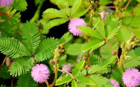 ���߲ݵ���������(�R��15ƪ)