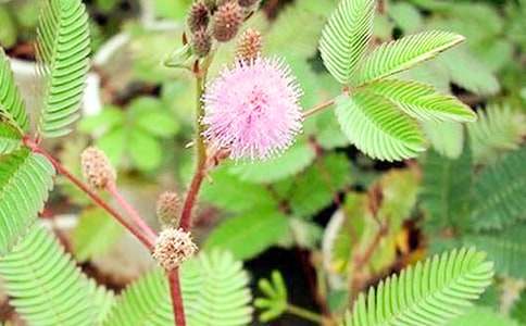 含羞草狀物作文