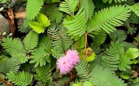 【精品】含羞草小學(xué)作文六篇