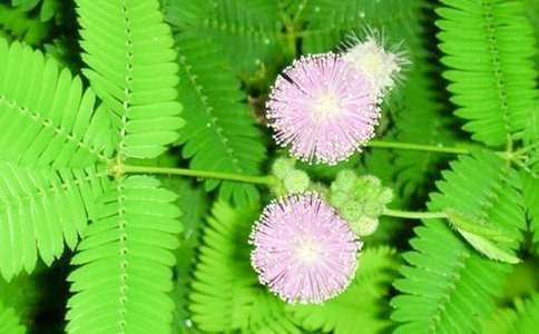 含羞草作文集錦15篇