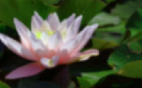 關(guān)于荷花作文300字四篇