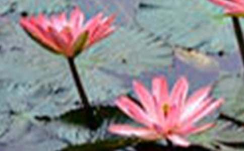 描寫夏天荷花的詩(shī)句