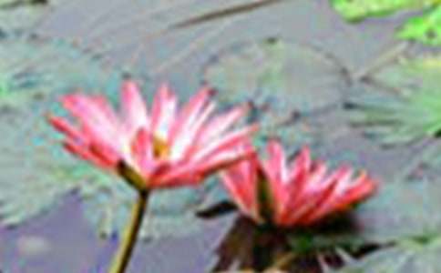 荷花的詩句詩句