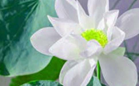 描寫荷花的作文(通用15篇)