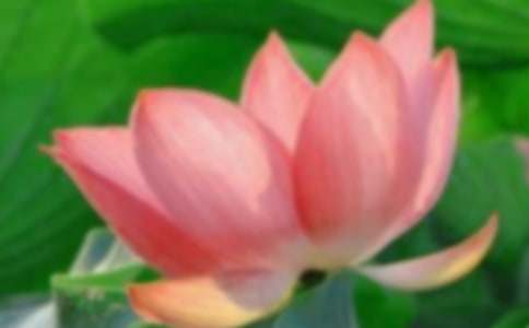 小學(xué)三年級《荷花》教學(xué)設(shè)計通用