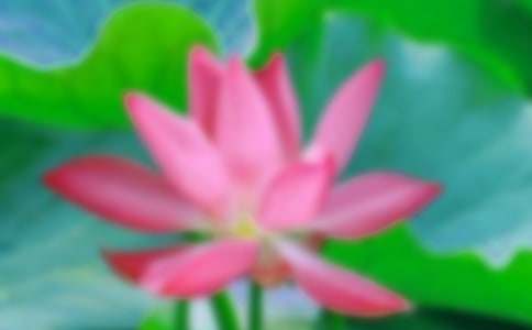 荷花的作文【精】