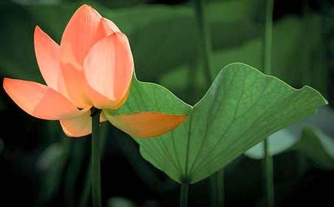 有關(guān)荷花的作文合集5篇